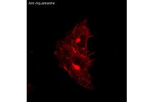 Immunofluorescence (IF) image for anti-Aquamarine Fluorescent Protein antibody (ABIN7273084) (Aquamarine Fluorescent Protein 抗体)