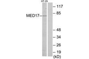 Western Blotting (WB) image for anti-Mediator Complex Subunit 17 (MED17) (AA 141-190) antibody (ABIN2889773) (MED17 抗体  (AA 141-190))