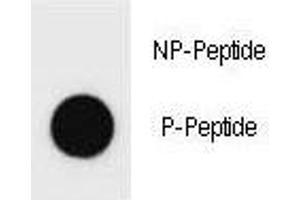 Dot Blot (DB) image for anti-Mast/stem Cell Growth Factor Receptor (KIT) (pTyr578) antibody (ABIN3031699)