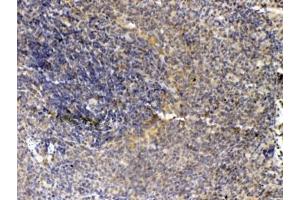 IHC testing of FFPE rat spleen tissue with Thrombopoietin antibody at 1ug/ml. (Thrombopoietin 抗体)