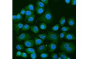 IF analysis of USP9X using anti-USP9X antibody (ABIN7599786).