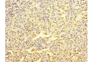Immunohistochemistry of paraffin-embedded human spleen tissue using ABIN7167109 at dilution of 1:100 (GFR 抗体  (AA 201-444))