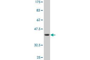 Western Blot detection against Immunogen (36. (FZR1 抗体  (AA 1-101))