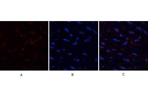 Immunofluorescence analysis of human uterus tissue. (HMGB1 抗体  (N-Term))