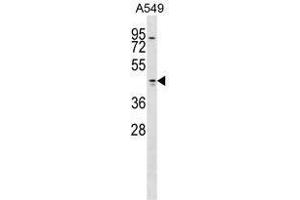 TMOD1 Antibody (Center) western blot analysis in A549 cell line lysates (35 µg/lane). (Tropomodulin 1 抗体  (Middle Region))