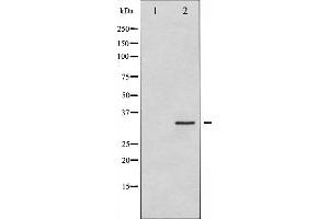 Western blot analysis of Syntaxin 1A expression in HT29 whole cell lysates,The lane on the left is treated with the antigen-specific peptide. (STX1A 抗体  (N-Term))