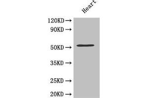 Western Blot Positive WB detected in: Mouse heart tissue All lanes: MMP10 antibody at 4.