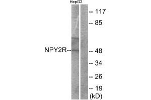 Western blot analysis of extracts from HepG2 cells, using NPY2R antibody. (NPY2R 抗体  (N-Term))