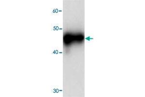 Western blot analysis in RPSA recombinant protein with RPSA monoclonal antibody, clone 69j0  at 1 : 1000 dilution. (RPSA/Laminin Receptor 抗体)