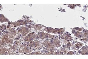 Immunohistochemistry (IHC) image for anti-Olfactory Receptor, Family 5, Subfamily AN, Member 1 (OR5AN1) (Internal Region) antibody (ABIN6259503)