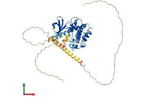 AlphaFold protein structure predicition of Mouse Recombinant Camk4 Protein, UniprotID P08414