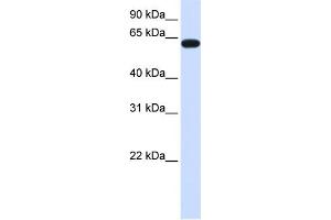 WB Suggested Anti-HS6ST3 Antibody Titration:  0. (HS6ST3 抗体  (C-Term))