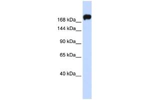 WB Suggested Anti-MYH9 Antibody Titration:  0. (Myosin 9 抗体  (Middle Region))