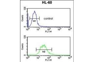 C14orf145 Antibody (Center) (ABIN652929 and ABIN2842595) flow cytometric analysis of HL-60 cells (bottom histogram) compared to a negative control cell (top histogram). (CEP128 抗体  (AA 906-935))