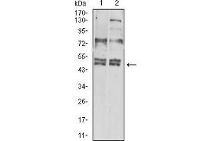 Western blot analysis using CD183 mouse mAb against Hela (1) and L-02 (2) cell lysate. (CXCR3 抗体)