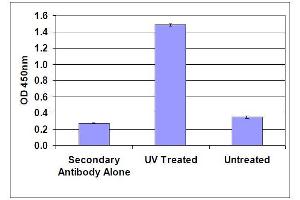 DNA Damage Induced by UV Light in HeLa Cells. (Cellular UV-Induced DNA Damage ELISA 试剂盒)