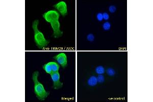 ABIN571104 Immunofluorescence analysis of paraformaldehyde fixed A431 cells, permeabilized with 0. (TRIM29 抗体  (Internal Region))