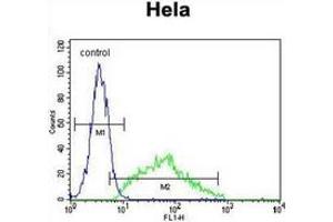 Flow cytometric analysis of Hela cells using Leptin Antibody (N-term) Cat.
