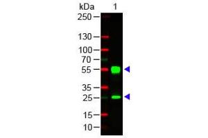 Mouse IgG (H&L) Antibody 549 Conjugated Western Blot. (山羊 anti-小鼠 IgG (Heavy & Light Chain) Antibody (DyLight 549) - Preadsorbed)