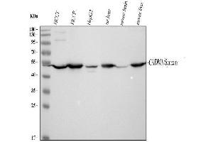 Western blot analysis of SynCAM using anti-SynCAM antibody (ABIN3043770).