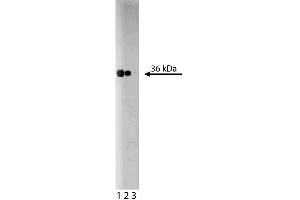 Western blot analysis of RACK1 on a Jurkat lysate. (GNB2L1 抗体  (AA 113-317))