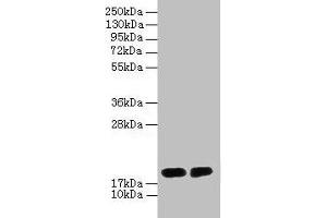 Western blot All lanes: DAOA antibody at 2 μg/mL Lane 1: PC-3 whole cell lysate Lane 2: Mouse gonadal tissue Secondary Goat polyclonal to rabbit IgG at 1/10000 dilution Predicted band size: 19, 2, 10, 15 kDa Observed band size: 19 kDa