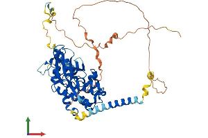 Protein Structure (PS) image for Protein Kinase, Membrane Associated tyrosine/threonine 1 (PKMYT1) (AA 1-499) protein (His tag) (ABIN7550766)