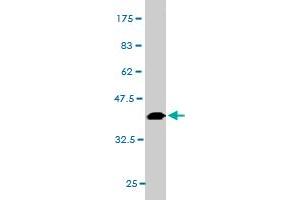 Western Blot detection against Immunogen (36. (MAF 抗体  (AA 304-403))