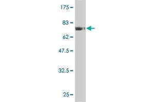 Western Blot detection against Immunogen (75. (FLI1 抗体  (AA 1-452))