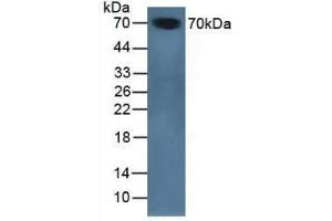 Western blot analysis of Mouse Serum. (SERPINA10 抗体  (AA 22-448))