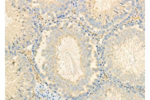 ABIN6260742 and ABIN6278109 at 1/100 staining Rat testis tissue by IHC-P. (CEACAM6 抗体  (Internal Region))