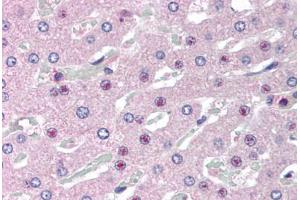 Human Liver (formalin-fixed, paraffin-embedded) stained with C14orf68 antibody ABIN298066 at 2. (SLC25A47 抗体  (AA 242-254))