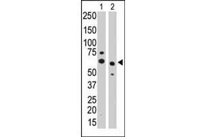 The PPM1G polyclonal antibody  is used in Western blot to detect PPM1G in CHO cell lysate (Lane 1) and mouse heart tissue lysate (Lane 2) . (PPM1G 抗体  (Internal Region))