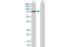 Western Blot analysis of ZNF131 expression in transfected 293T cell line by ZNF131 MaxPab polyclonal antibody. (ZNF131 抗体  (AA 1-510))