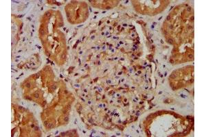 IHC image of ABIN7160937 diluted at 1:400 and staining in paraffin-embedded human kidney tissue performed on a Leica BondTM system.