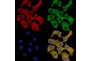 GPR103 Mouse Monoclonal Antibody staining HepG2 cells by IF/ICC.