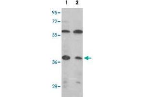 Western blot analysis of IDH3A polyclonal antibody  in (1) MCF-7, (2) Jurkat cell line lysates (35ug/lane). (IDH3A 抗体  (C-Term))