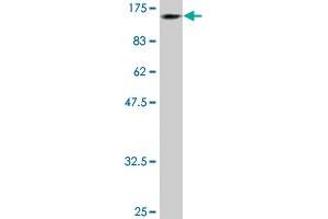 Western Blot detection against Immunogen (132.