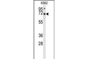 Western blot analysis of LRRC4 Antibody in K562 cell line lysates (35ug/lane) (LRRC4 抗体  (C-Term))