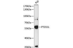 Western blot analysis of extracts of Raji cells, using PTDSS1 antibody (ABIN6132828, ABIN6146381, ABIN6146382 and ABIN6216915) at 1:3000 dilution. (PTDSS1 抗体  (AA 1-70))