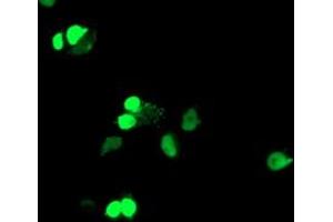 Anti-ELK3 mouse monoclonal antibody (ABIN2455034) immunofluorescent staining of COS7 cells transiently transfected by pCMV6-ENTRY ELK3 (RC203114). (ELK3 抗体)