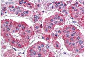 Human Adrenal: Formalin-Fixed, Paraffin-Embedded (FFPE) (EIF4G2 抗体  (AA 1-204))