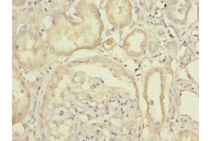 Immunohistochemistry of paraffin-embedded human kidney tissue using ABIN7174670 at dilution of 1:100 (UFSP2 抗体  (AA 63-343))