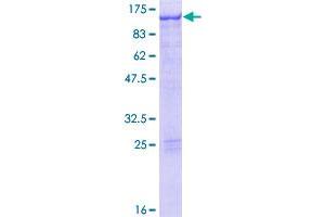 STAT5A Protein (AA 1-794) (GST tag)