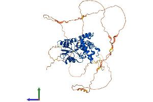AlphaFold protein structure predicition of Human Recombinant EYA2 Protein, UniprotID O00167