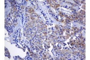 Image no. 1 for anti-N-Acetylneuraminic Acid Phosphatase (NANP) antibody (ABIN1499638) (NANP 抗体)