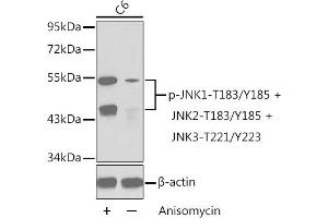 Western blot analysis of extracts from C6 cells untreated or treated with anisomycin using Phospho-JNK1-T183/Y185 + JNK2-T183/Y185 + JNK3-T221/Y223 Antibody (ABIN3020000, ABIN3020001, ABIN3020002 and ABIN7101867). (MAPK8/9/10 抗体  (pThr221, pTyr223))
