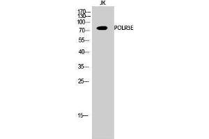 Western Blotting (WB) image for anti-Polymerase (RNA) III (DNA Directed) Polypeptide E (80kD) (POLR3E) (Internal Region) antibody (ABIN3186524) (POLR3E 抗体  (Internal Region))