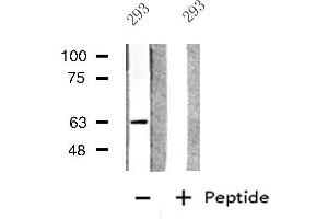 Western blot analysis of extracts from 293 cells, using GPC5 antibody. (GPC5 抗体  (Internal Region))