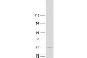 Validation with Western Blot (GCET2 Protein (Transcript Variant 2) (Myc-DYKDDDDK Tag))